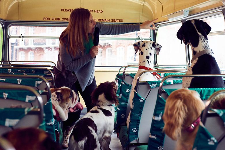 There Was a Bus Tour Just for Dogs in London