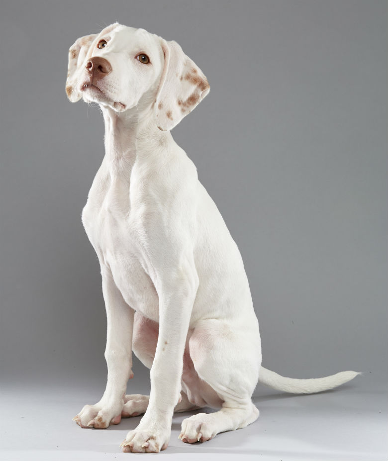 Doobert. Image Courtesy of Discovery Channel.