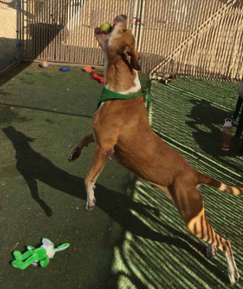 Maricopa County Animal Care & Control