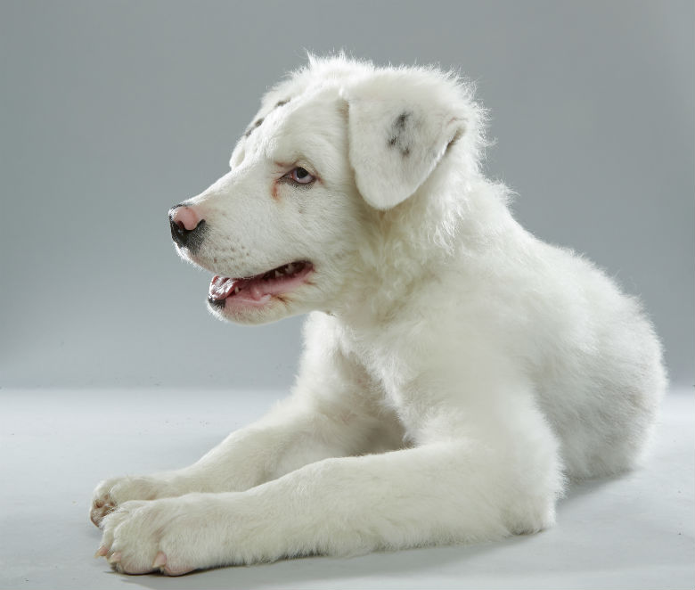 Winston. Image Courtesy of Discovery Channel.
