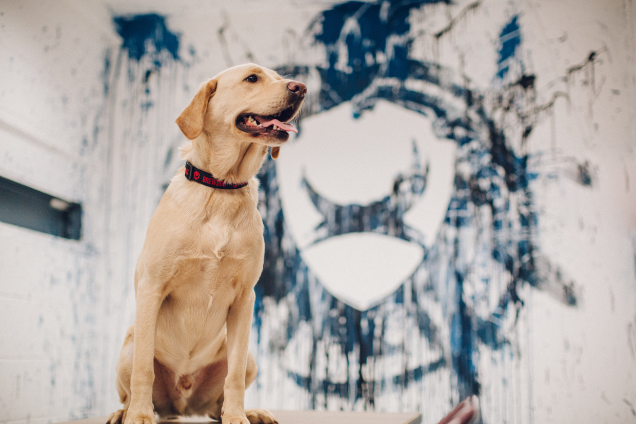 Image Credit: BrewDog