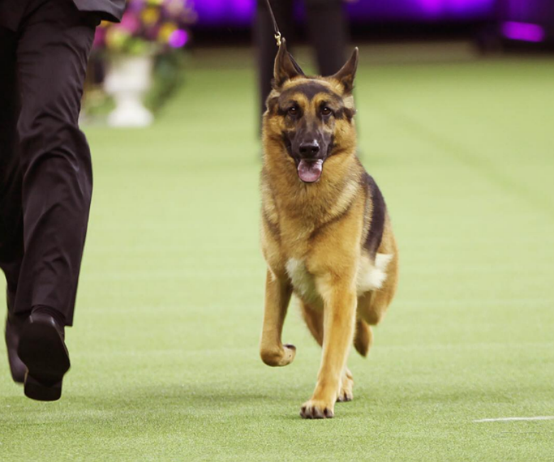 best city dogs breeds named after a german city breeds picture best city dogs breeds named after a german city breeds picture