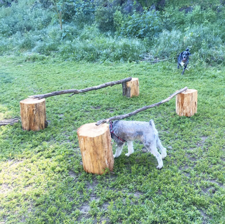 Image via Instagram @sf_schnauzer