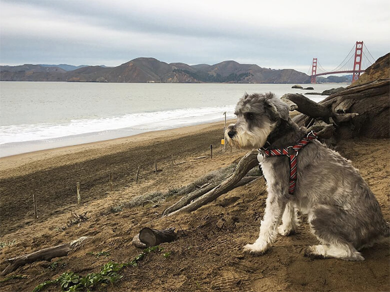Remy and Best Places to go in San Francisco Baker Beach