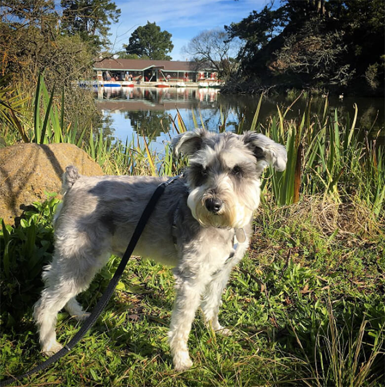 Image via Instagram @sf_schnauzer