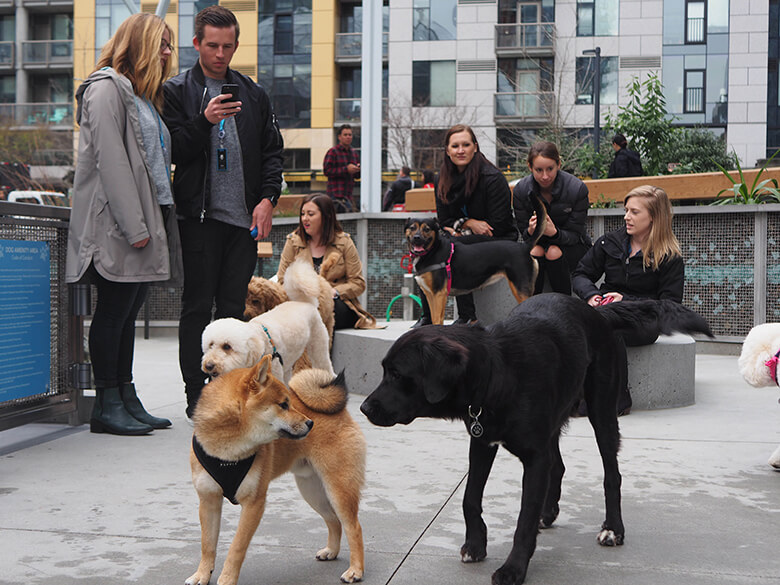 Dog-Friendly Seattle Headquarters 