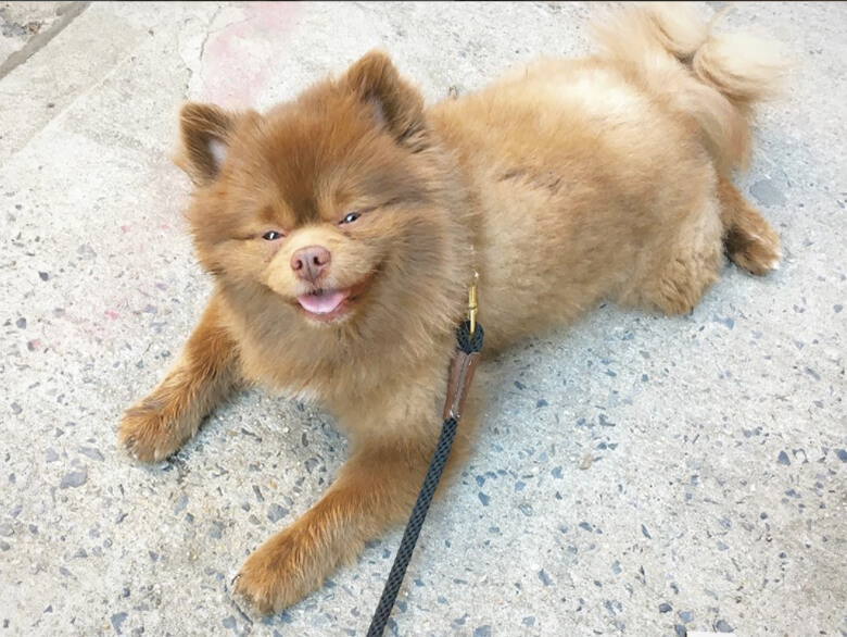 Image credit: Instagram/bertiebertthepom