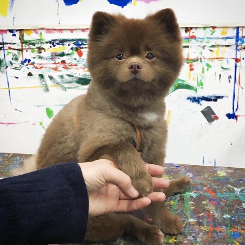Image credit: Instagram/bertiebertthepom