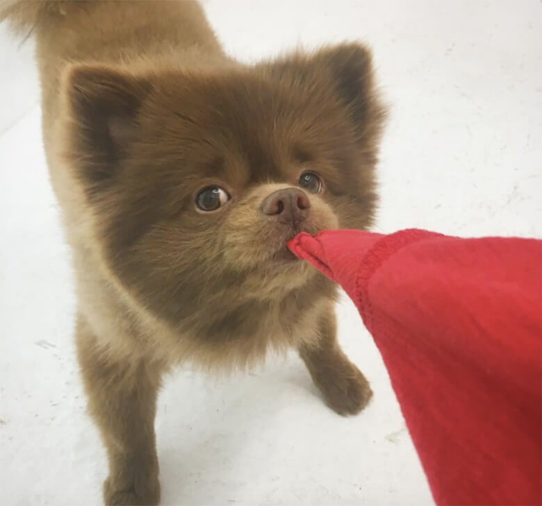 Image credit: Instagram/bertiebertthepom