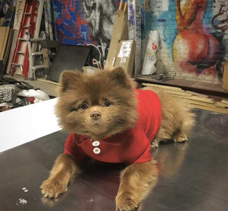 Image credit: Instagram/bertiebertthepom