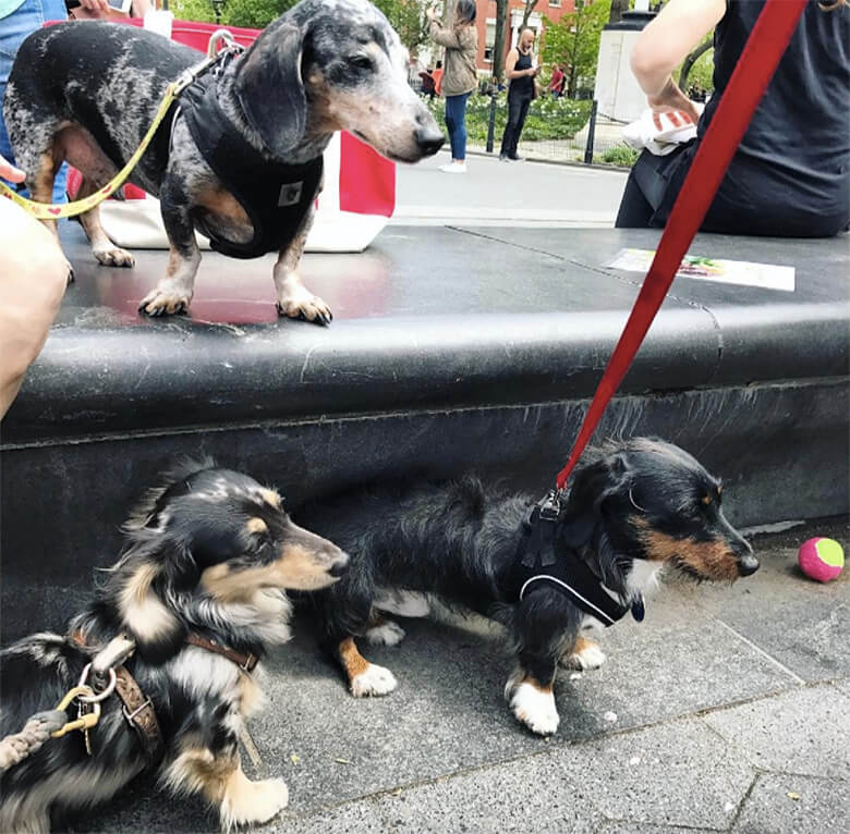 Image credit: Instagram/ lincolntheminidoxie