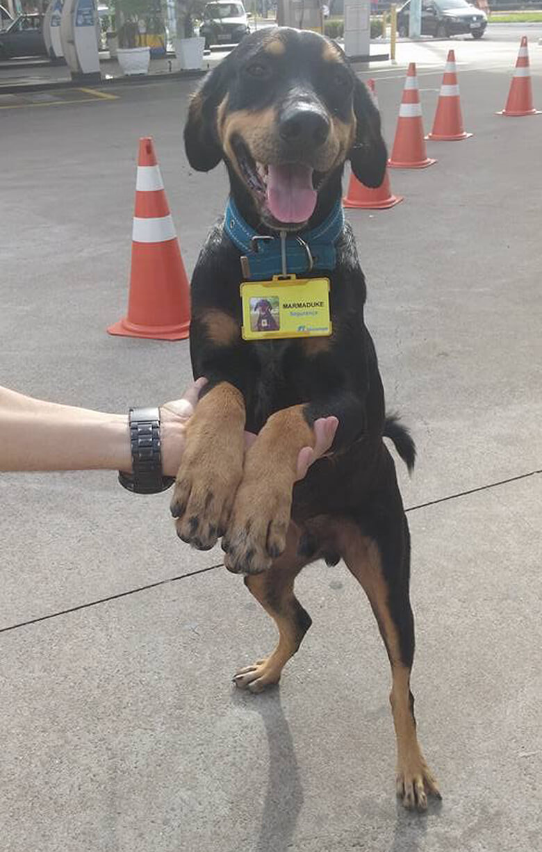 Dogs living at gas station 2