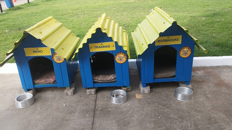 Dogs living at gas station 5