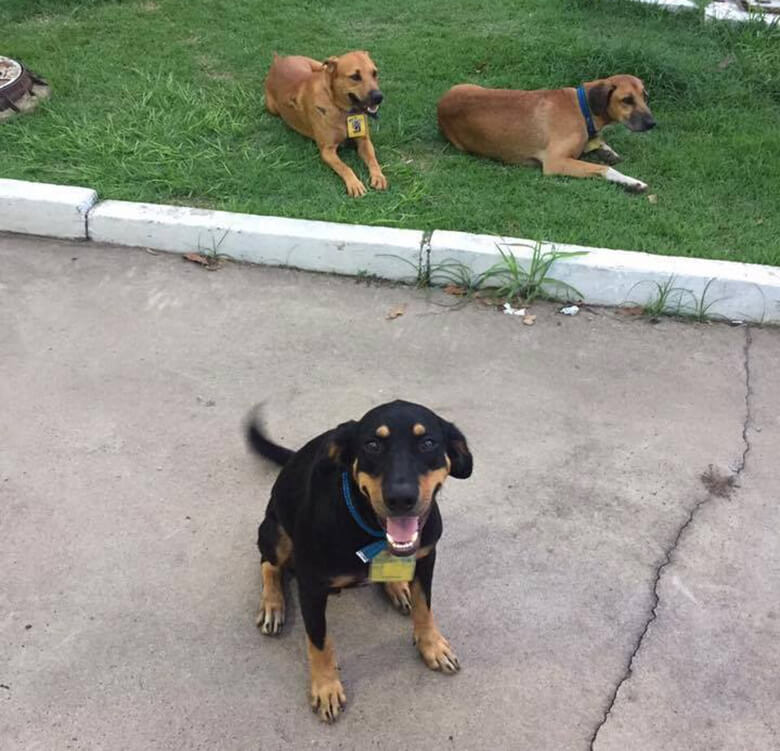Dogs living at gas station