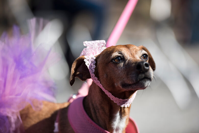 Senior Dog Prom 16