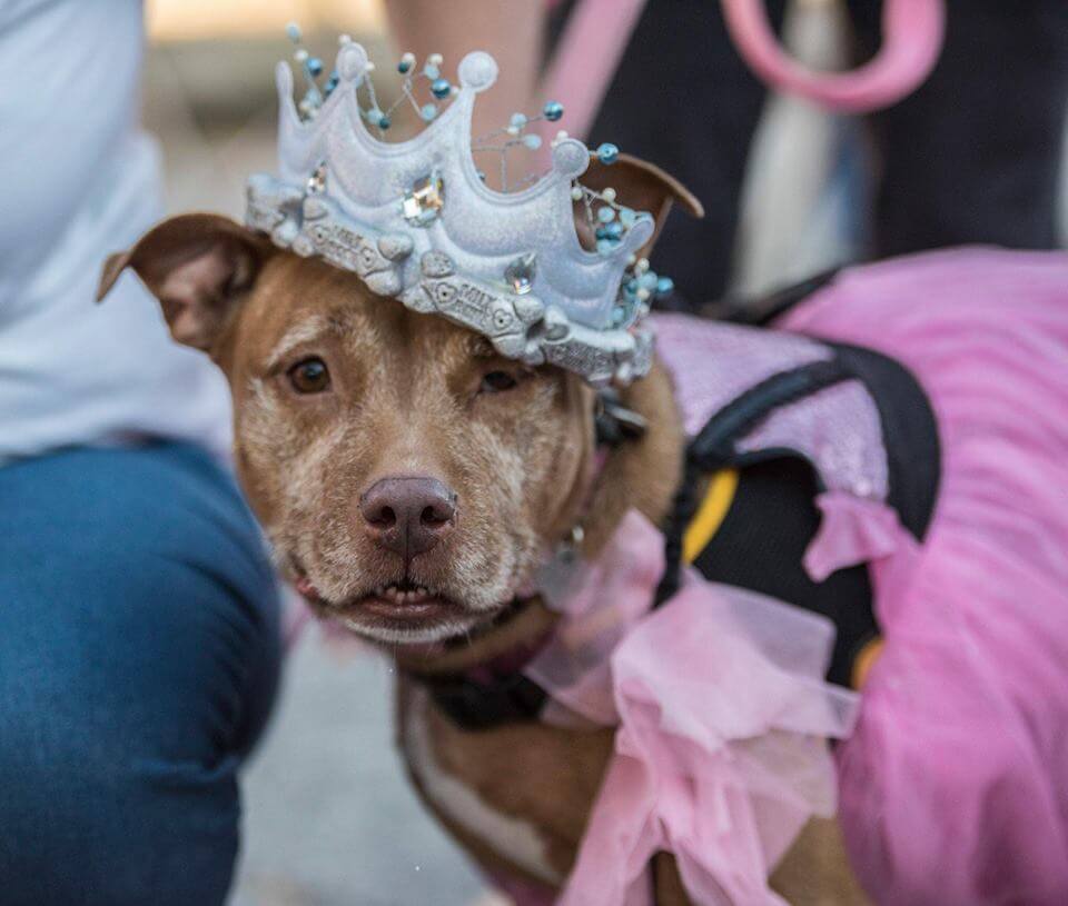 Senior Dog Prom