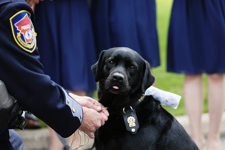 7 Tips For Having A Dog Ring Bearer | Always Flawless Productions