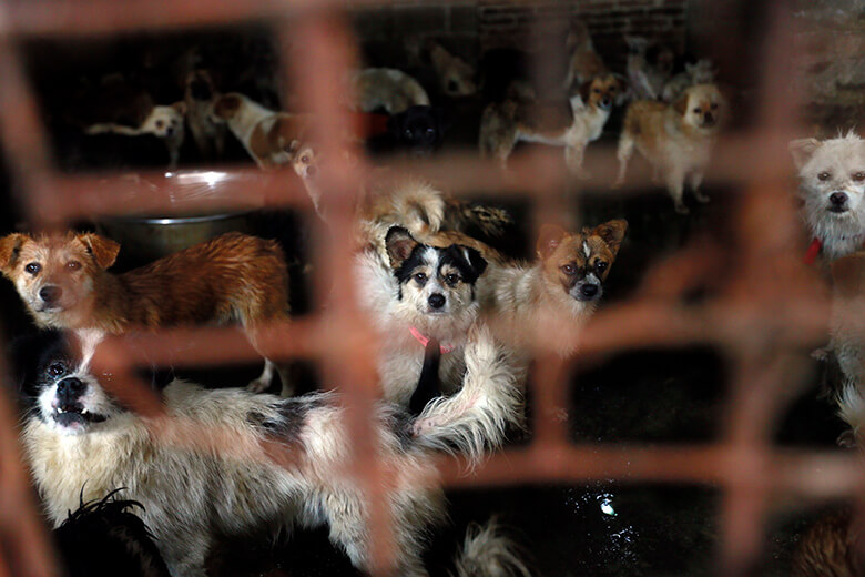Image credit: Humane Society International