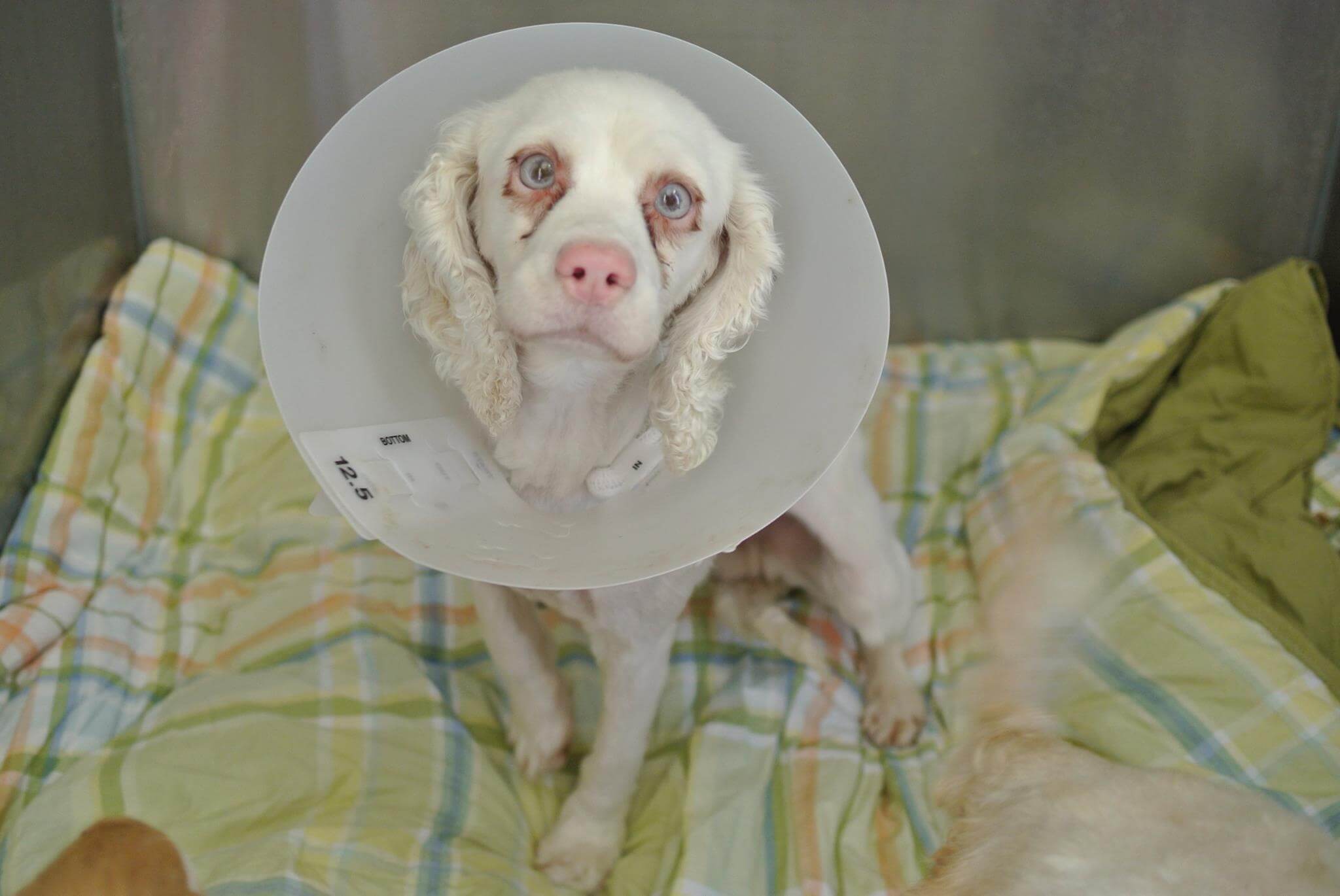 Camp Cocker Rescue/Facebook
