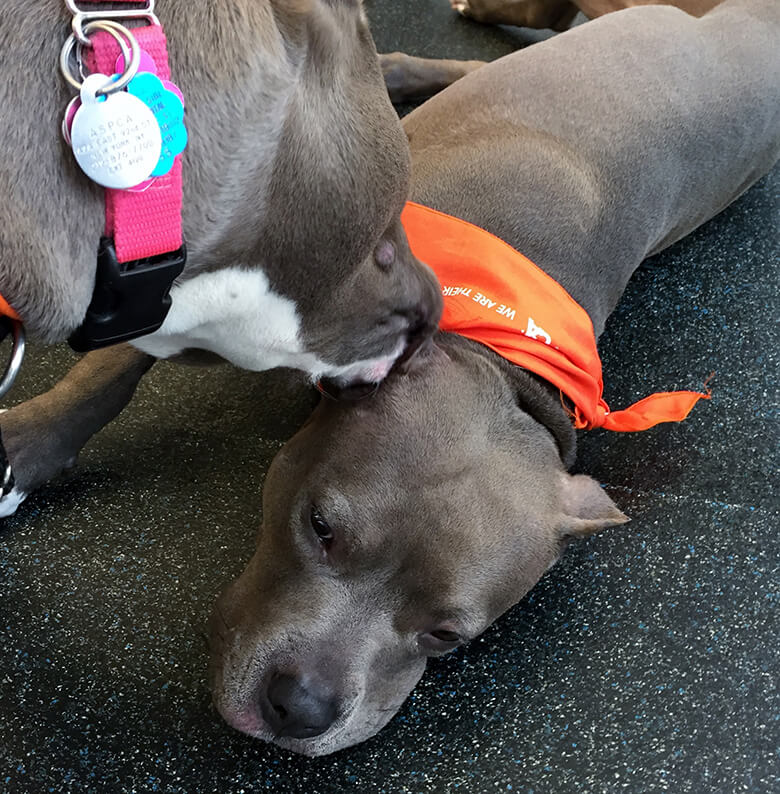 Image Credit: ASPCA