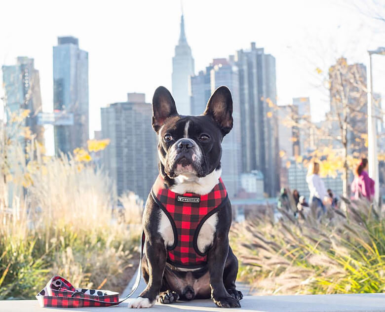 Famous Instagram Frenchie Shares His Favorite Spots In New York City This Dogs Life