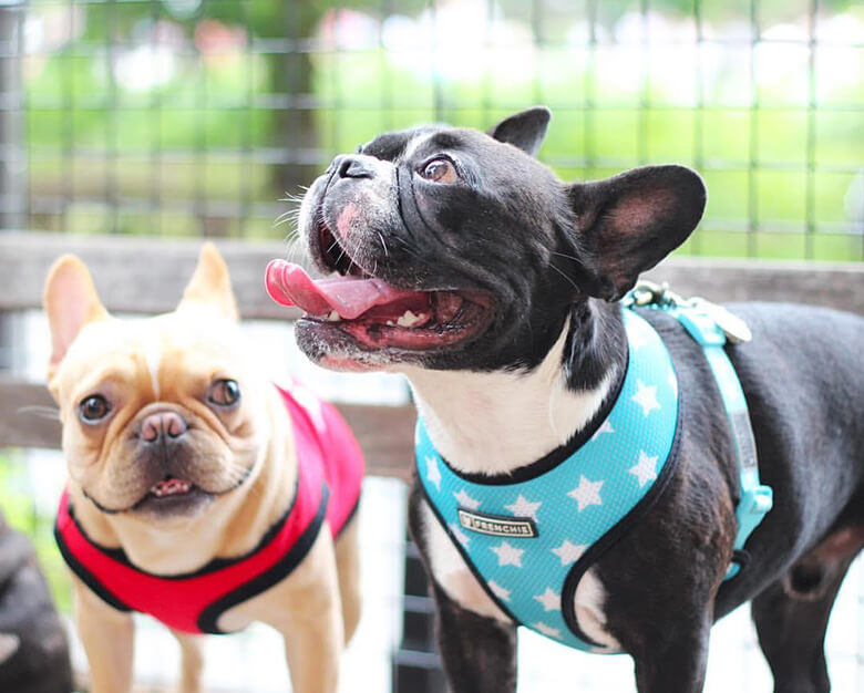 Famous Instagram Frenchie Shares His Favorite Spots in New York City