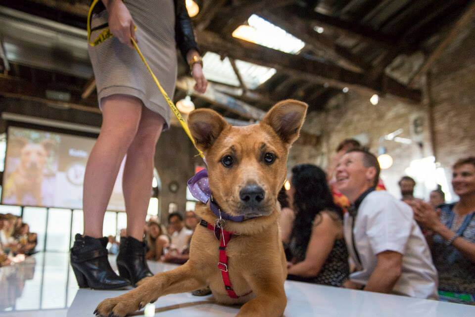 puppy shelters nyc comedian to host rescue the runway in nyc this s puppy shelters nyc comedian to host rescue the runway in nyc this s