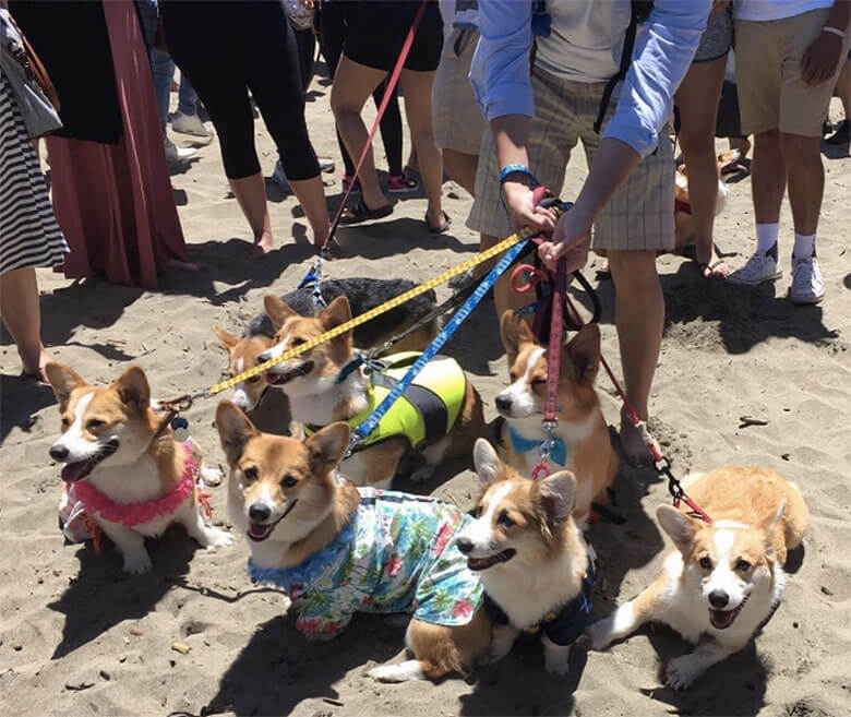 Image Credit: Cookie.the.Corgi/Instagram