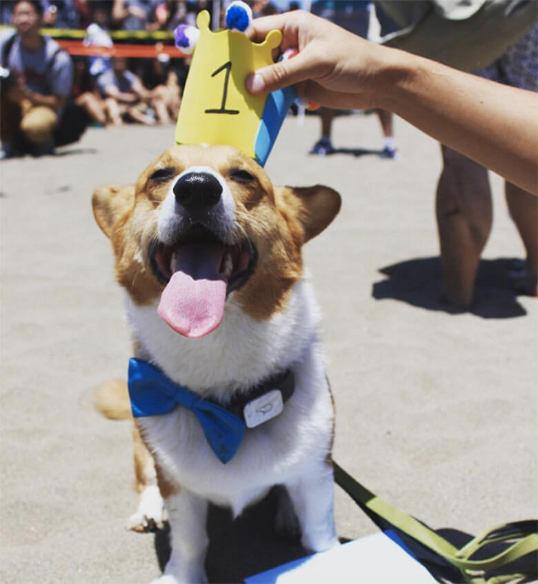 Image Credit: Mickey_da_corgi/Instagram