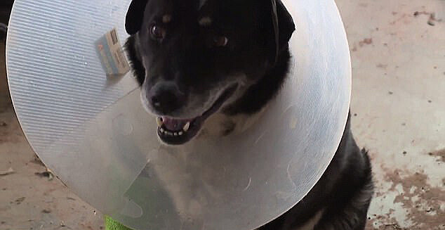 Dog Is Recovering After Being Thrown 1,000 Feet By Tornado – This Dogs Life Dog Community Dog Is Recovering After Being Thrown 1,000 Feet By Tornado – This Dogs Life Dog Community