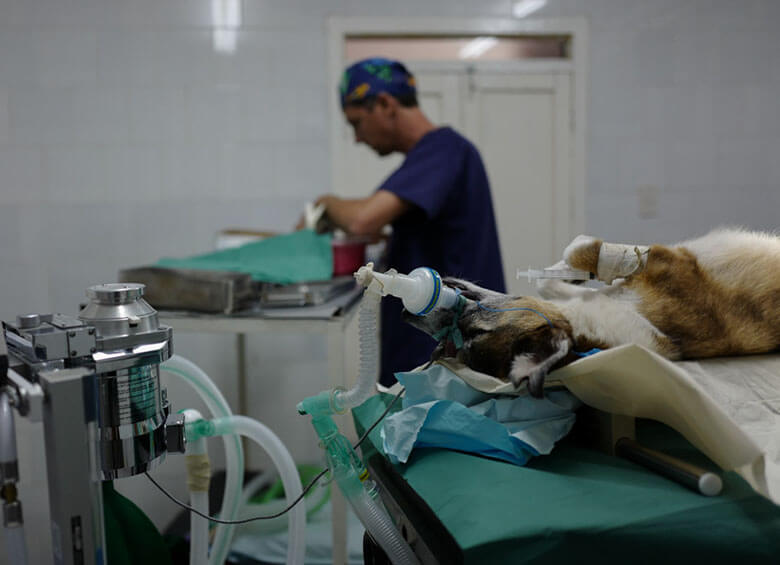 An anesthetized dog undergoes sterilization surgery in the operating room of Aniplant, Cuba. Image Credit: Ralph Quinonez