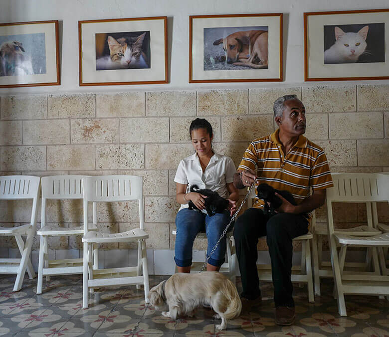 A father and daughter bring in their two six week old puppies for an examination. Aniplant, Cuba. Image Credit: Ralph Quinonez