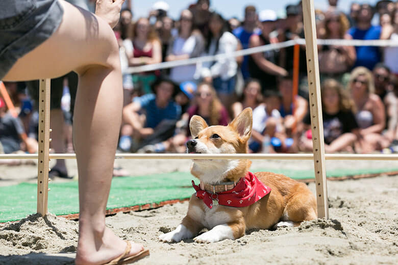 Evento reúne mais de 600 cães da raça corgi em uma praia da Califórnia -  Portal do Dog