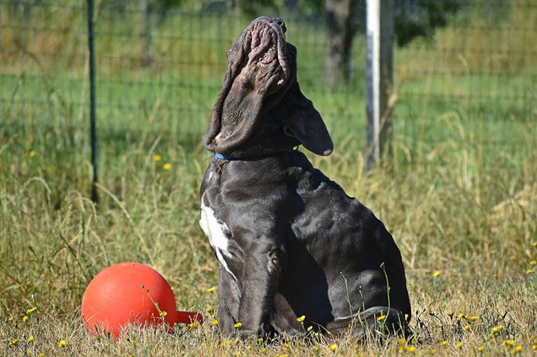 Image Credit: Dogwood Animal Rescue Project