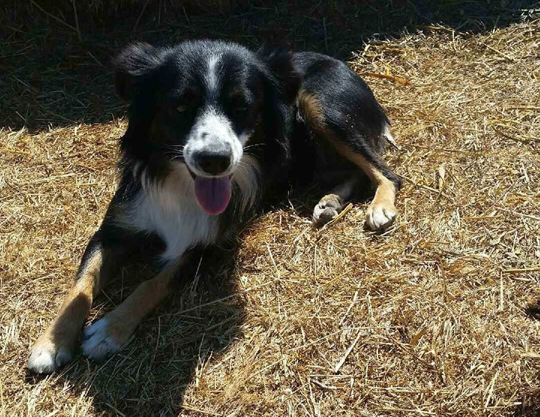 australian shepherd rescue los angeles odd couple australian shepherd nurses orphan lamb from brink of australian shepherd rescue los angeles odd couple australian shepherd nurses orphan lamb from brink of