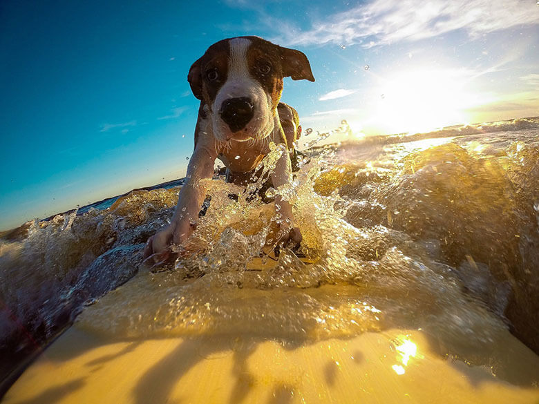 Dog Sunscreen 1