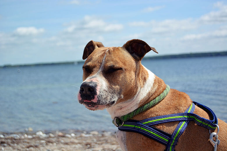 Dog Sunscreen 2