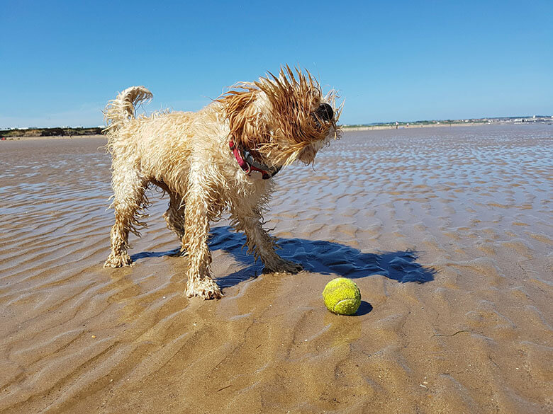 Dog Sunscreen