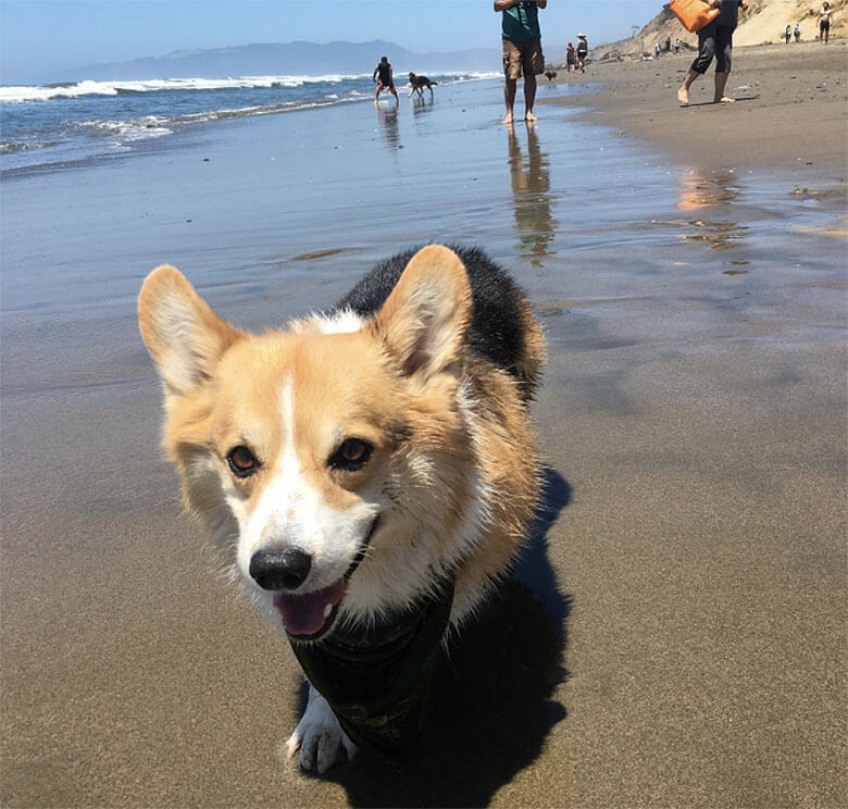 Our Picks for the Best Bay Area Dog-Friendly Beaches