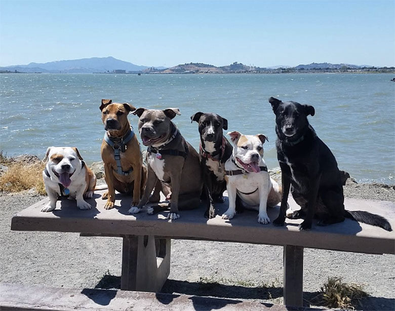 Best Places for Dogs in the Bay Area