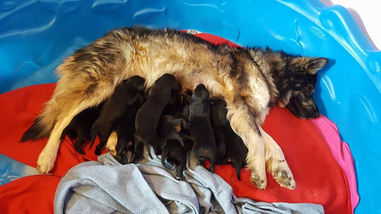 Image Credit: Homeward Animal Shelter