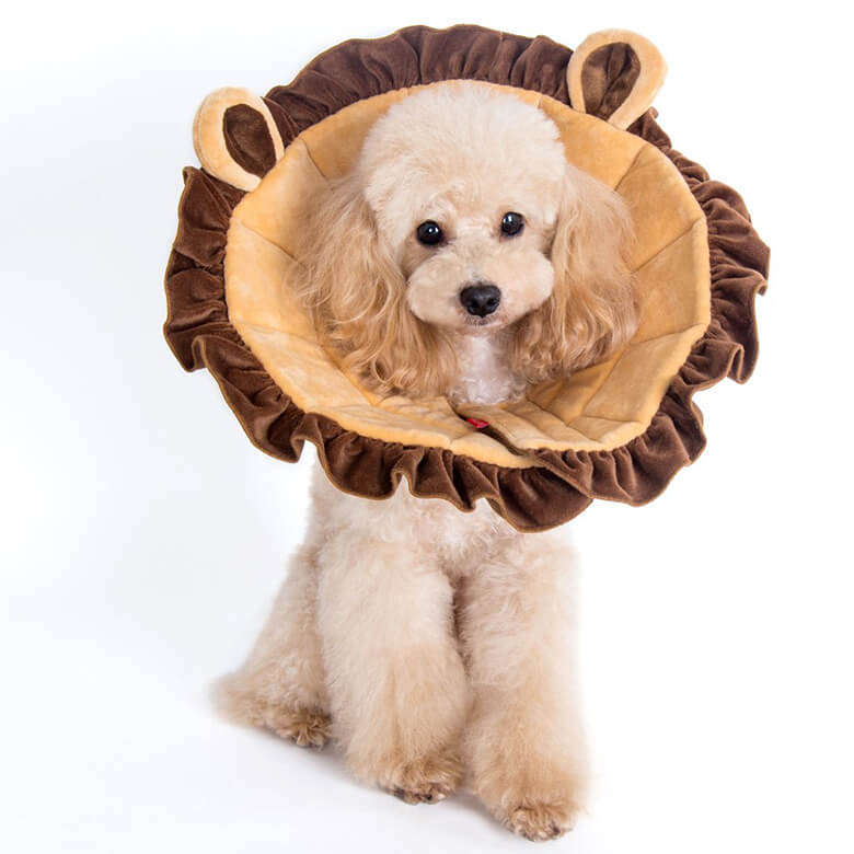 elizabethan collar for small dogs