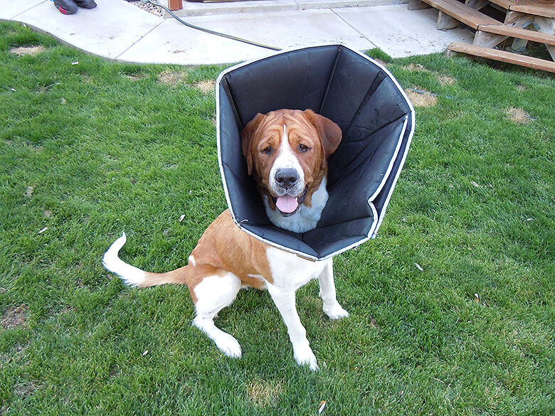 soft head cones for dogs