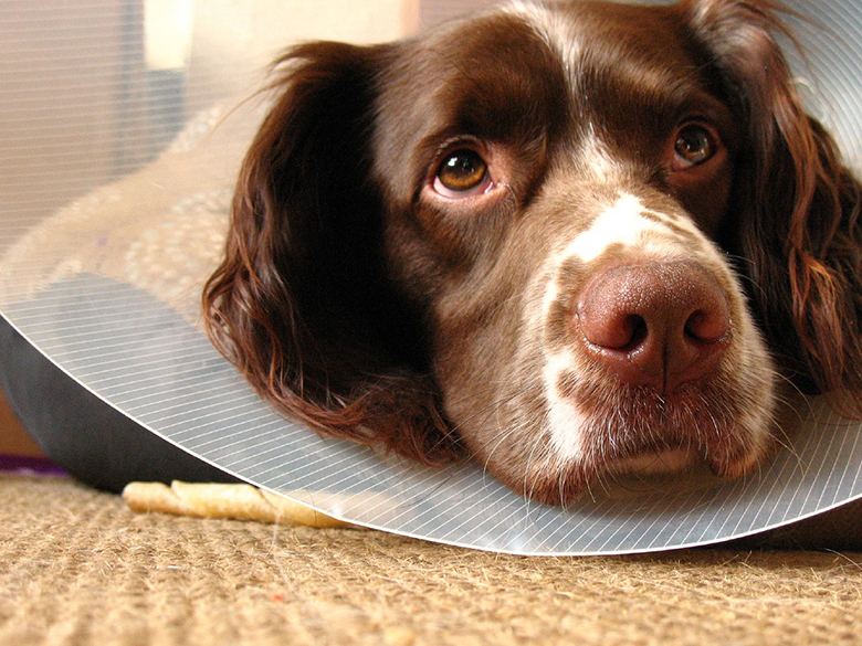 11 better and cheaper alternatives to your vet s awful cone of shame