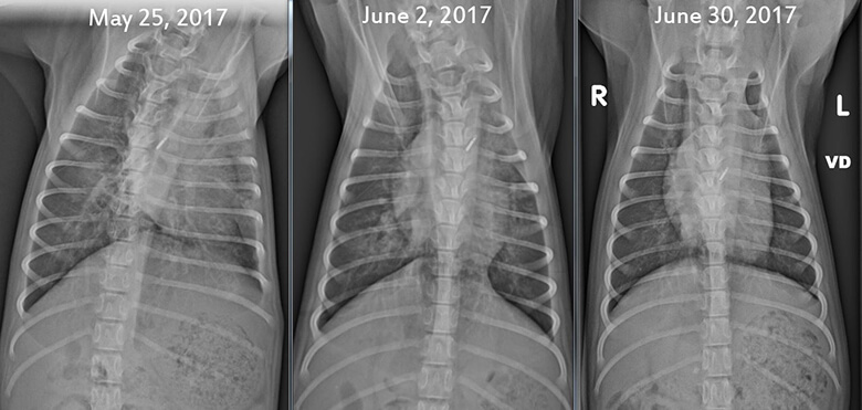 From left to right- May 25, June 2, June 30. Indicates pneumonia in the lungs and how lungs are improving with proper medication. Image Credit: HSUS.