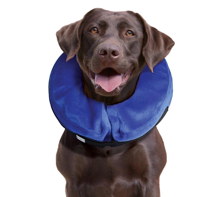 The 7 Best Cone Alternatives for Dogs, from Soft Collars to Recovery Suits