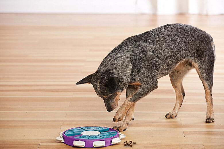 Feeding Games For Dogs