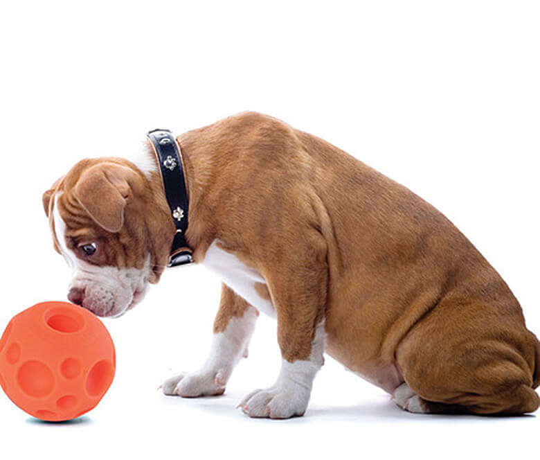 10 Of The Best Interactive Puzzles And Games For Your Bored Dog