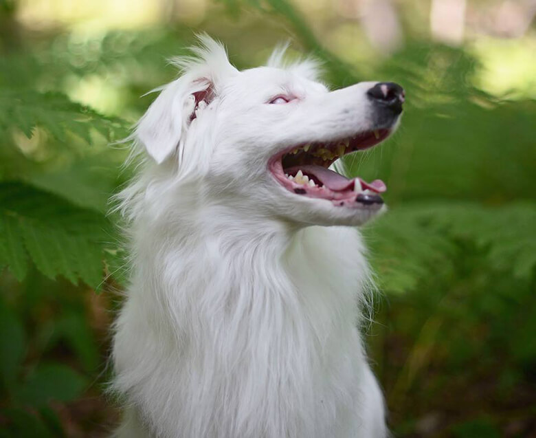 Image Credit: Braille The Double Merle/Facebook