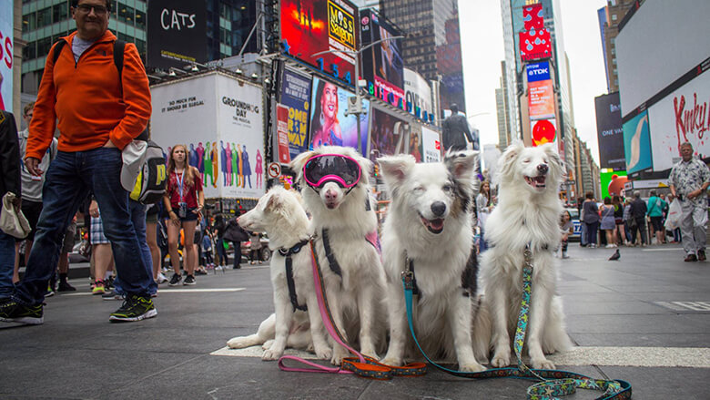 Image Credit: Braille The Double Merle/Facebook